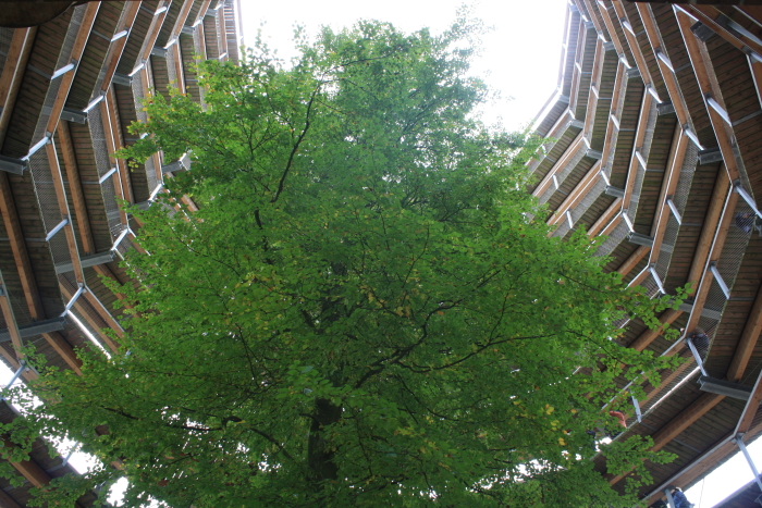 Turm des Baumwipfelpfads