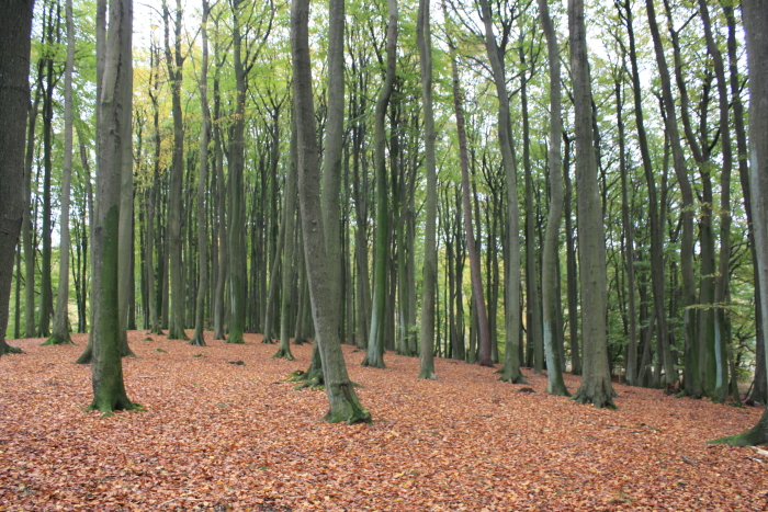 Buchenwald auf Rügen