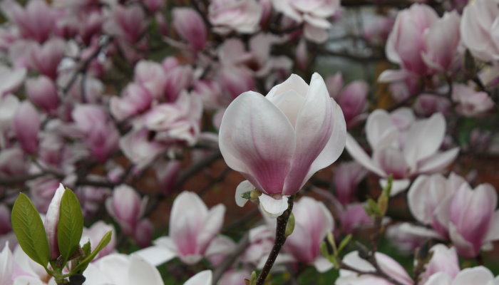 Baumblüte in Werder